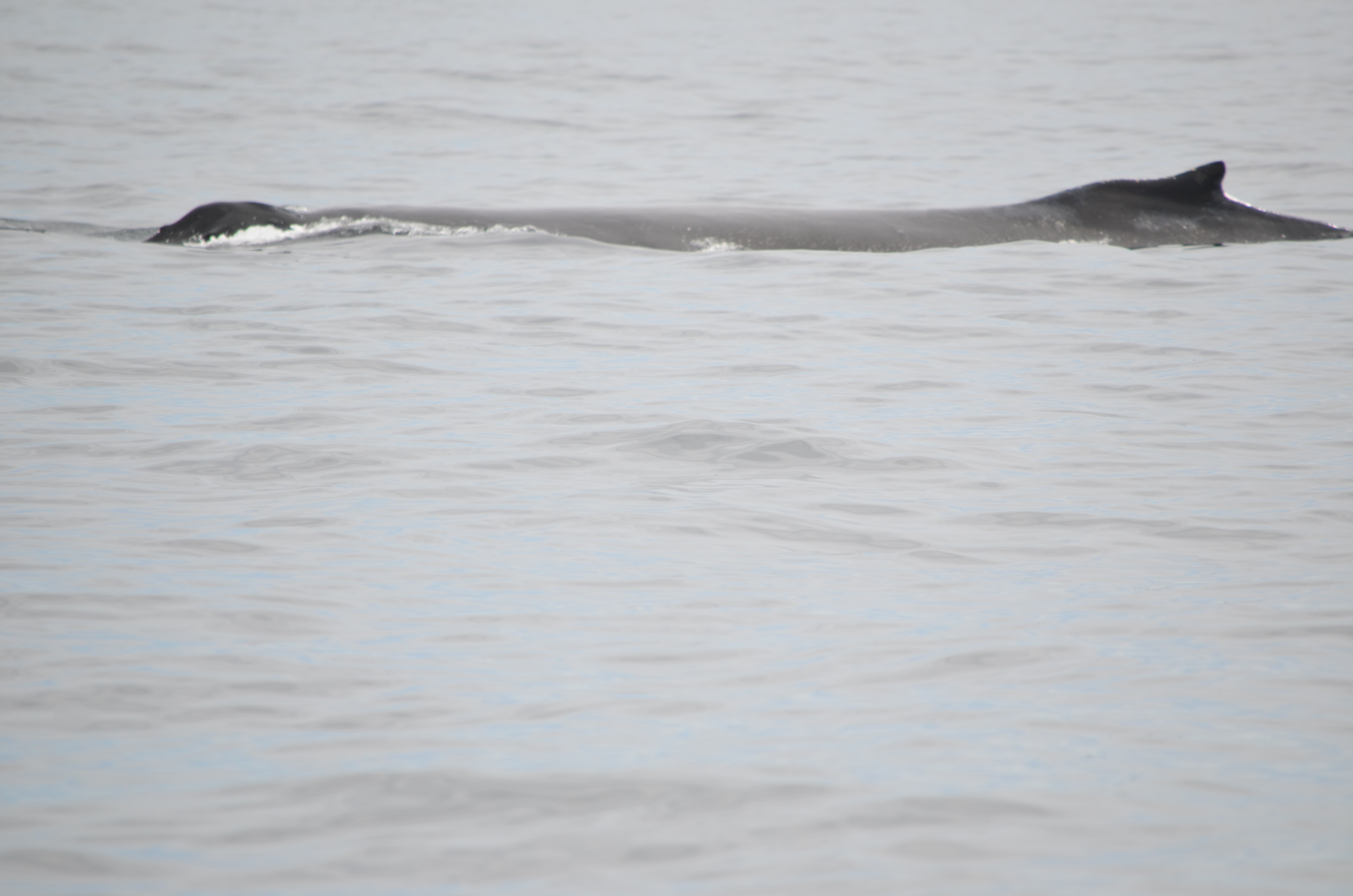 photos/wildlife/Mammal_Species/Humpback Whale/DSC_0131.JPG